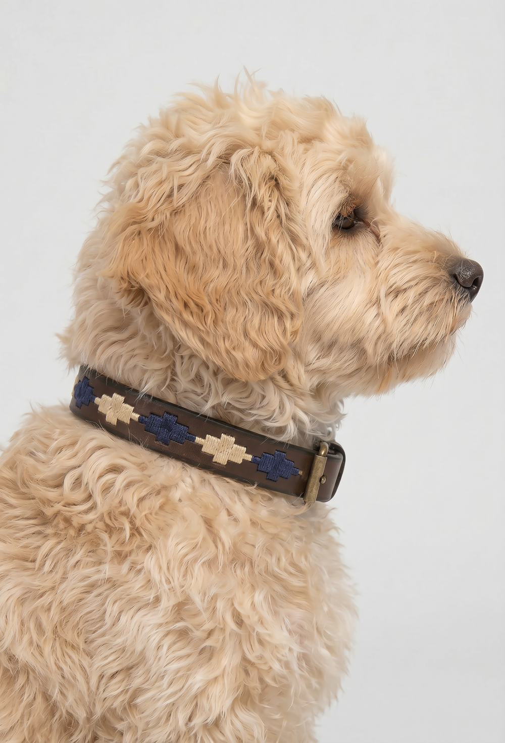 Valecuatro - Collar perro Pampa. Ancho25mm. Perro grande.