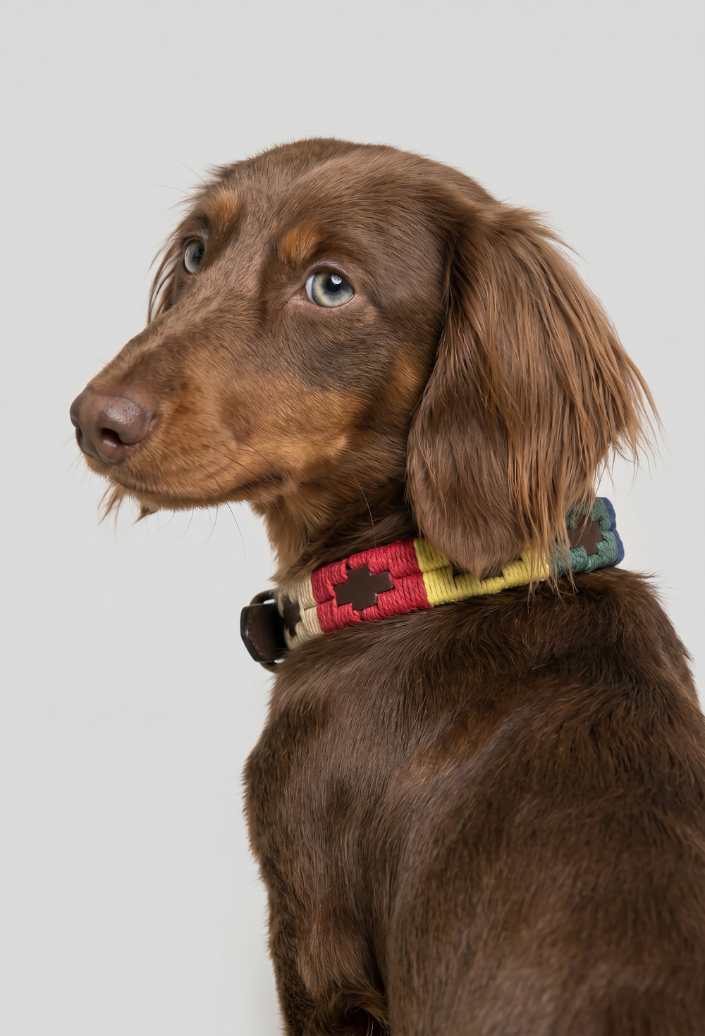 Collar perro Soyón amarillo. Ancho15mm. Perro pequeño - 24.9